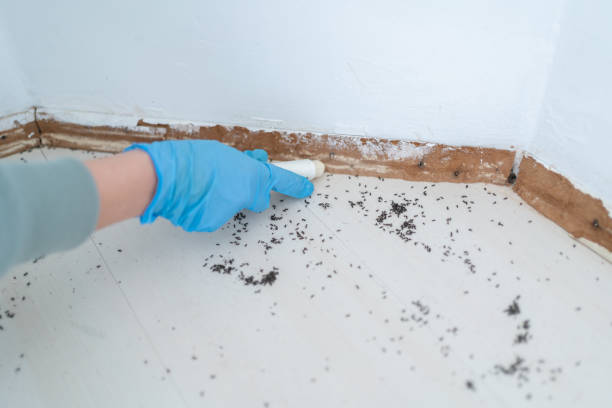 Reliable Clay, KY Pest Control Solutions